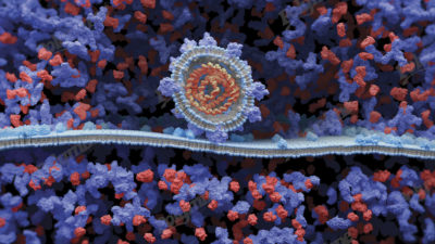 Covid Virus Engocytosis
