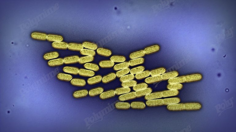 Bacteria-microscope-Yellow