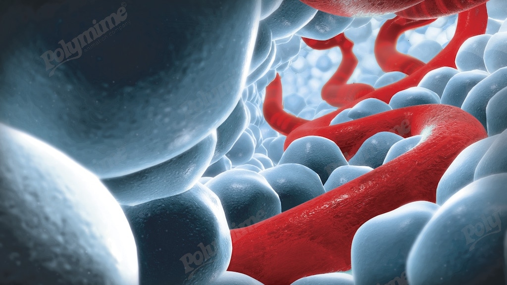 Capillaries and cells CGI Images - Polymime Animation Company Ltd