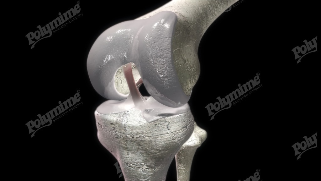 Knee hinge joint image Polymime Animation Company Ltd